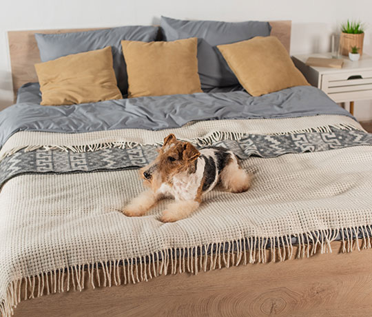 California King Beds